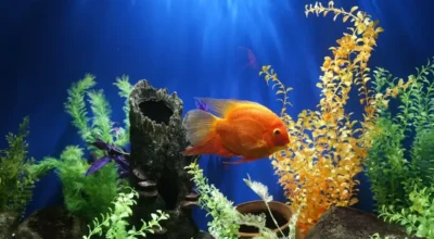 Best Aquarium Filters for Small Fish Tanks: What to Look For Before You Buy
