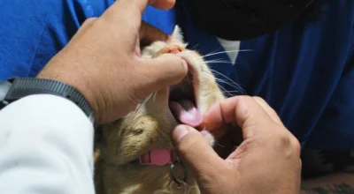 Why Is My Cat Not Eating?