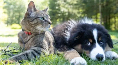 Accident vs Illness Pet Insurance