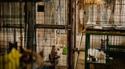 Pet Insurance for Adopted Dogs and Cats