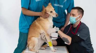 Pet Insurance Cancer Treatment Coverage
