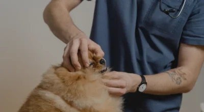 Pet Insurance Chronic Conditions Coverage