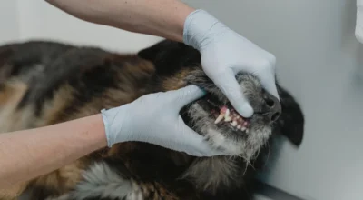 Pet Insurance Dental and Exam Fee Coverage