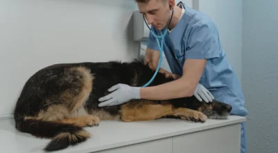 Pet Insurance Emergency Vet Visit Coverage