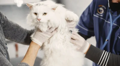 Pet Insurance for Cats