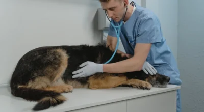 Pet Insurance for Senior Dogs