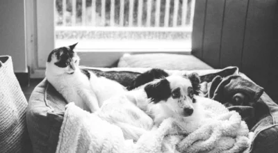 Pet Insurance for Multiple Pets