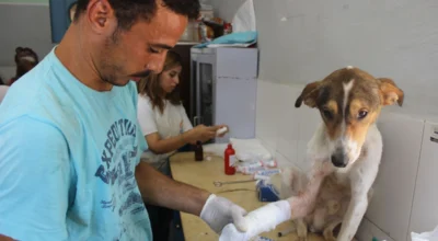 Pet Insurance Knee Surgery Coverage
