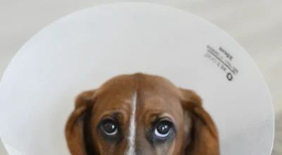 Pet Insurance Surgery & Rehab Coverage