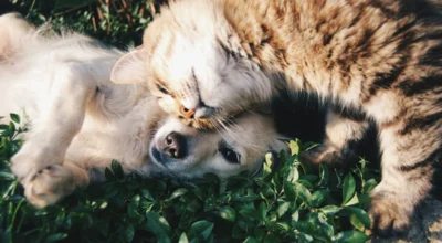 Pet Insurance Waiting Periods and Exclusions