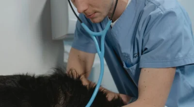 Pet Insurance Wellness Plans Explained