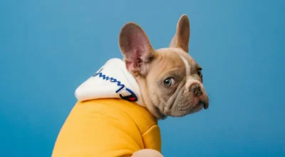 Pet Telehealth vs Regular Vet: What to Use When