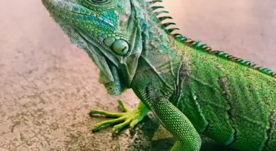 Best Reptile Heat Lamps for Terrariums: What to Look For Before You Buy