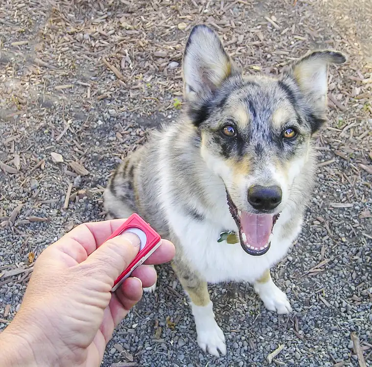 Dog looking up during a clicker training session with a handheld clicker.