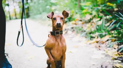 How to Choose a Loose Leash Training Course