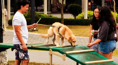 Free Dog Training Workshop vs Paid Course