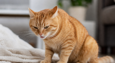Why Is My Cat Throwing Up?