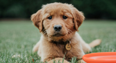 First Week Puppy Training Routine Checklist