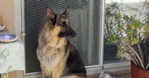 Can Dog Training Apps Help With Separation Anxiety? A Calm Practice Checklist