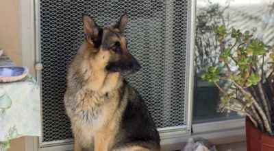 Can Dog Training Apps Help With Separation Anxiety? A Calm Practice Checklist