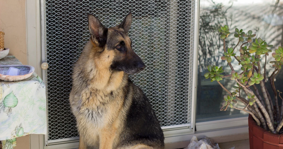 Dog waiting calmly near a doorway during a gradual alone-time training routine