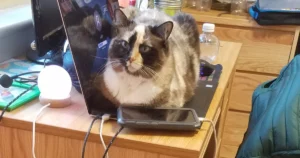 Free Online Vet Help: What You Can Expect and When to Pay for Care