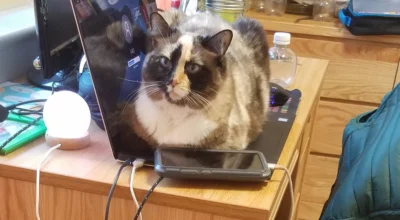 Free Online Vet Help: What You Can Expect and When to Pay for Care