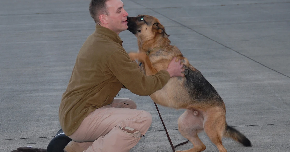 A dog greeting a handler while practicing calmer contact instead of jumping on guests.