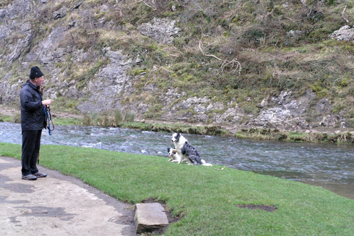 A dog practicing recall training outdoors with a handler nearby.