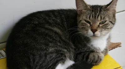 Online Vet for Cat Diarrhea: When to Ask Online vs Visit a Clinic