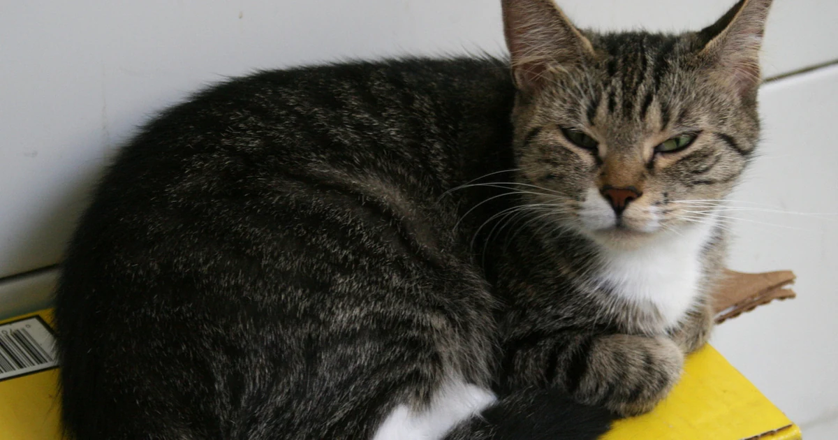 A cat resting near a litter box while an owner monitors digestive symptoms.