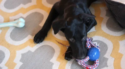 Puppy Biting and Nipping: Online Training Checklist