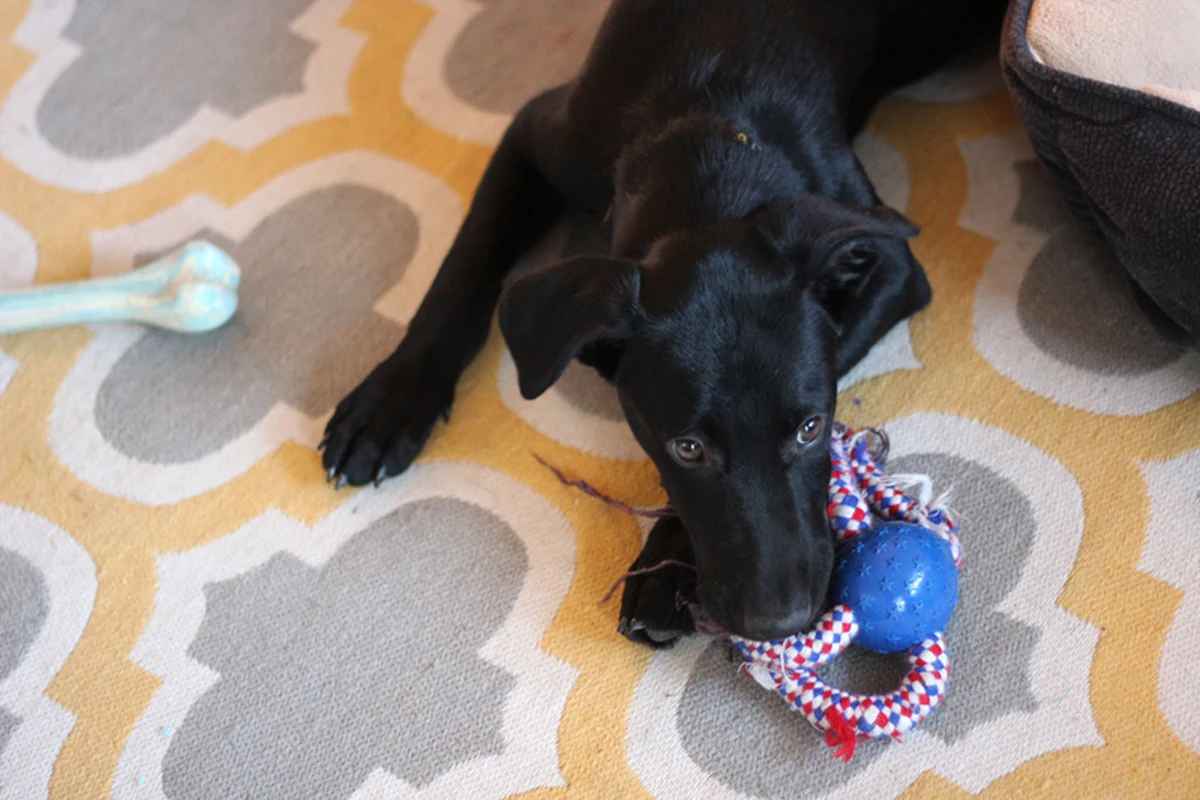A black puppy chewing a rope toy during a supervised training session.