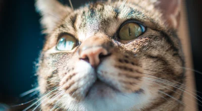 Online Vet for Pet Eye Problems