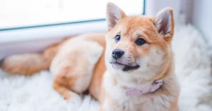 Dog Training App for Crate Training: A Calm Starter Checklist