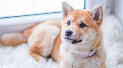 Dog Training App for Crate Training: A Calm Starter Checklist