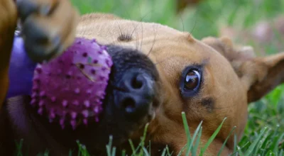 Can a Dog Training App Help With Resource Guarding? Safety Limits and Practice Checklist