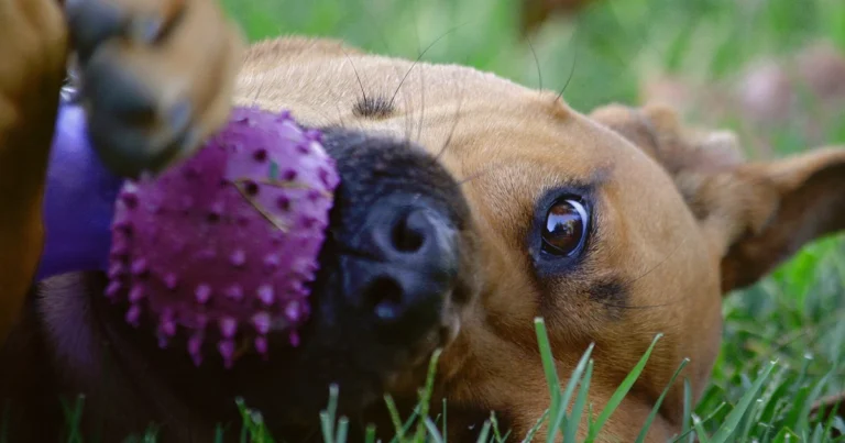 Can a Dog Training App Help With Resource Guarding? Safety Limits and Practice Checklist