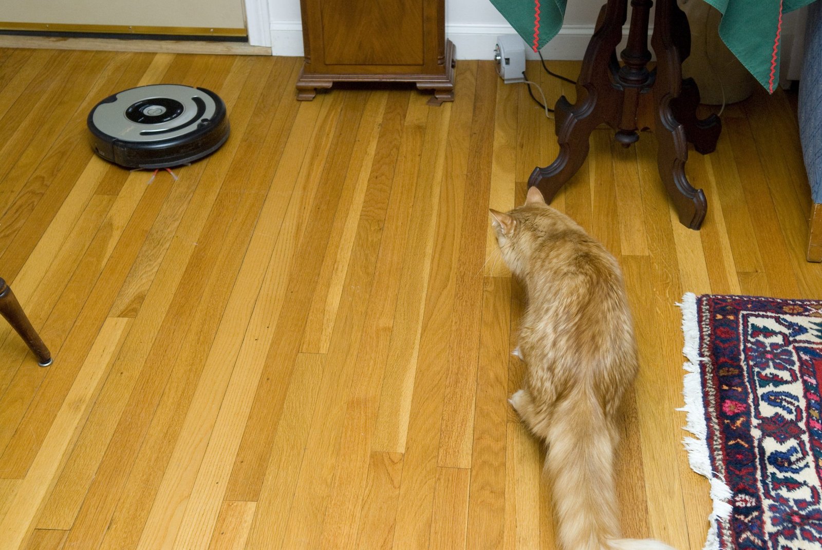Cat near a running robot vacuum for a SavingCat pet hair vacuum buying guide