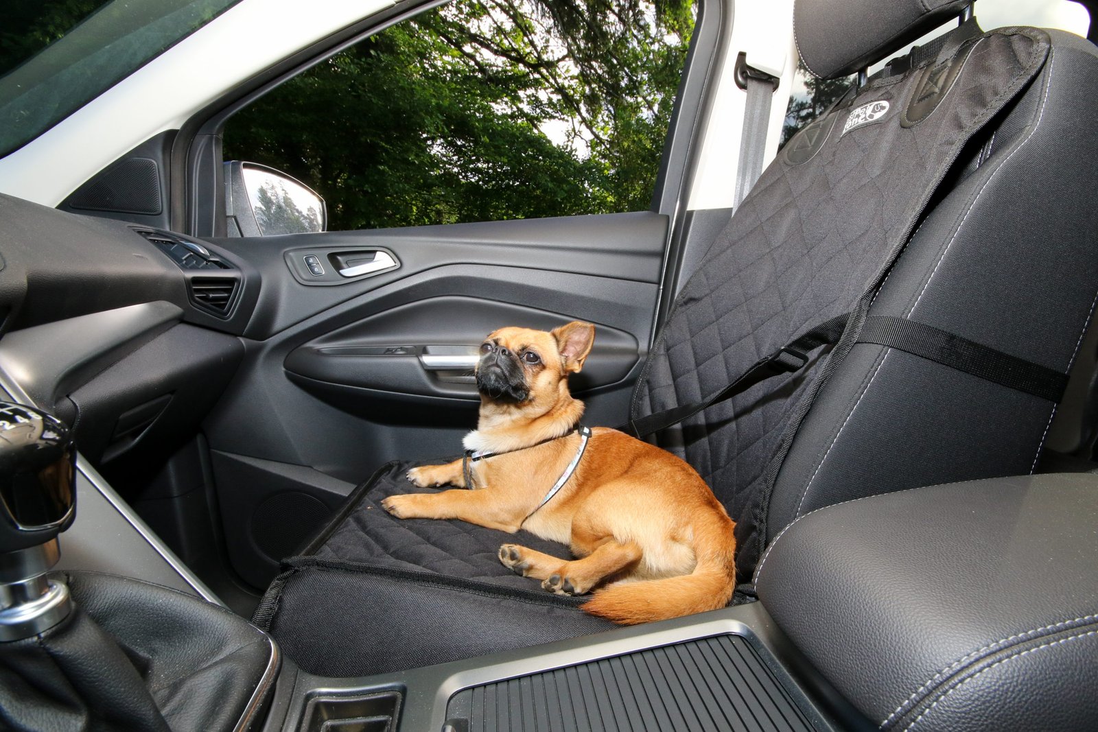Dog traveling in a car for SavingCat readers