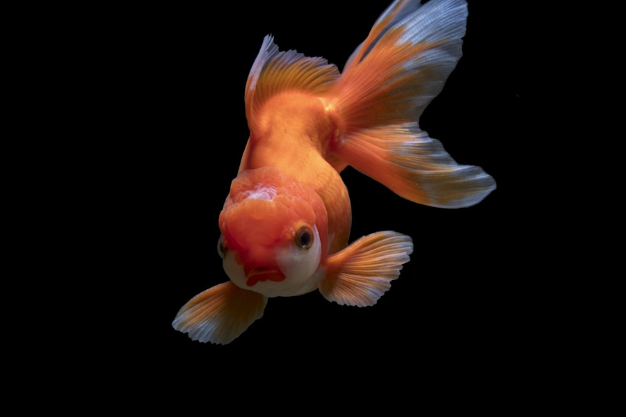 A goldfish in clear water for aquarium care guidance