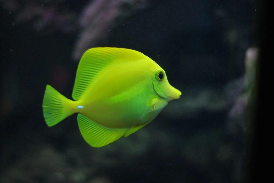 A yellow tang swimming in clear aquarium water