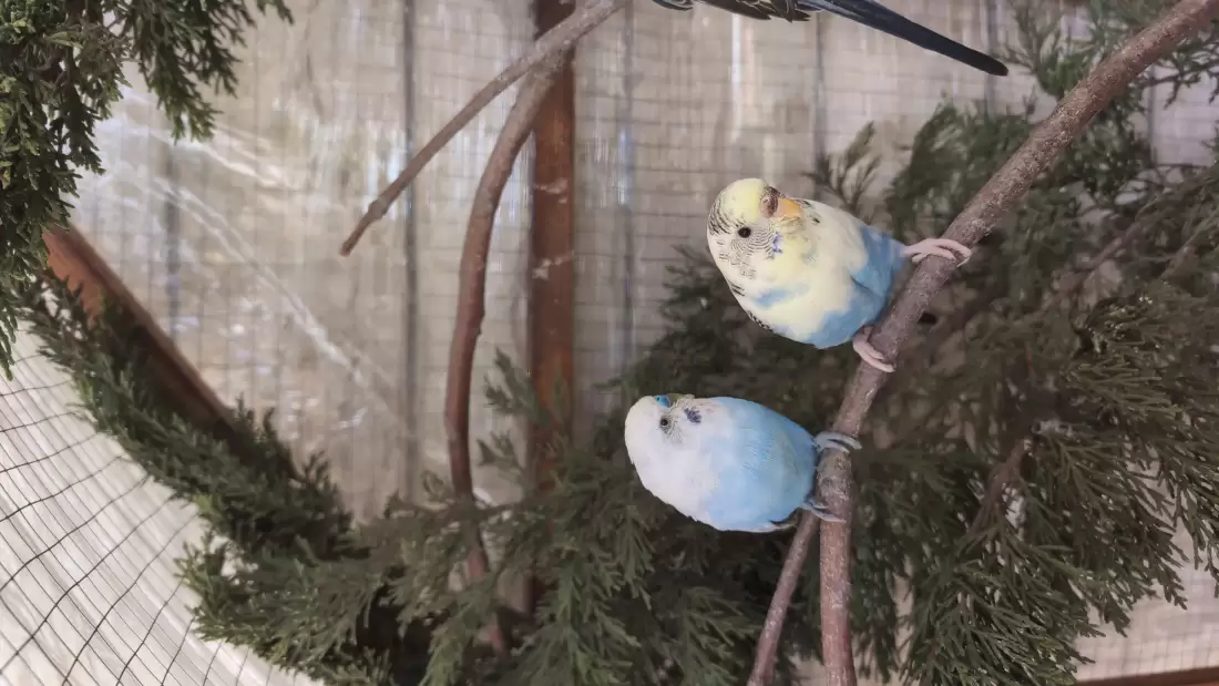 Two colorful budgerigars sitting inside a bird cage