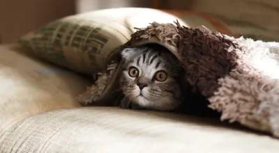 Real cat near a food bowl, representing feeding routines and appetite checks