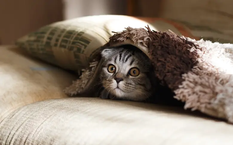 Cat near a food bowl, representing feeding routines and appetite checks
