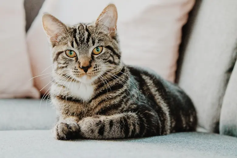 Cat resting at home, representing calm routines and pet care