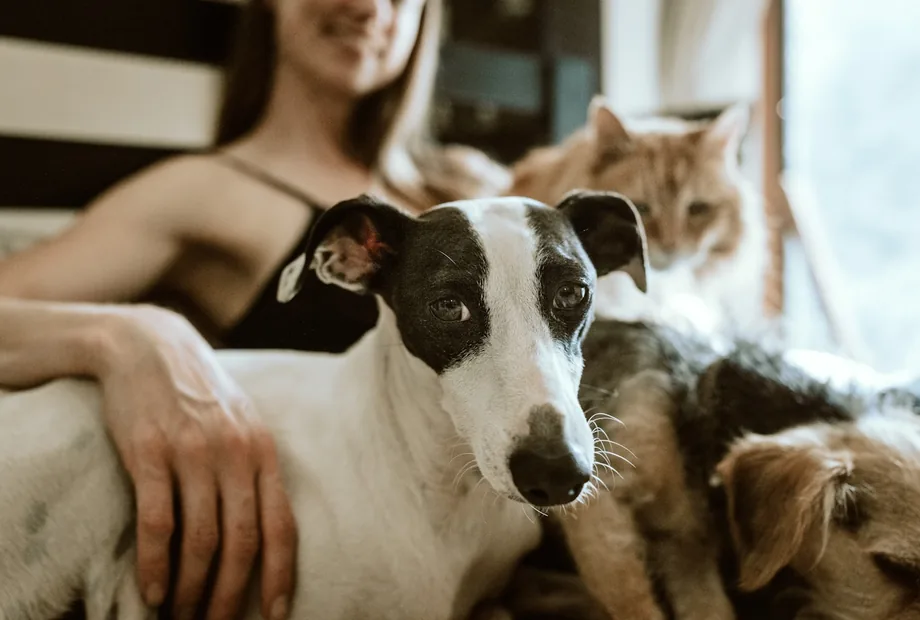 Dog owner relaxing at home with a dog, used for a guide to choosing dog beds for home-alone dogs
