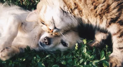 A dog owner spending time with their dog at home before leaving the dog alone
