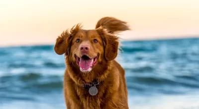 Best Puzzle Toys for Dogs Home Alone: How to Choose Safe Enrichment