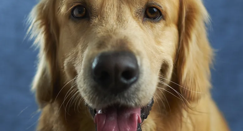 Happy dog looking engaged, used for a dog enrichment and puzzle toy guide